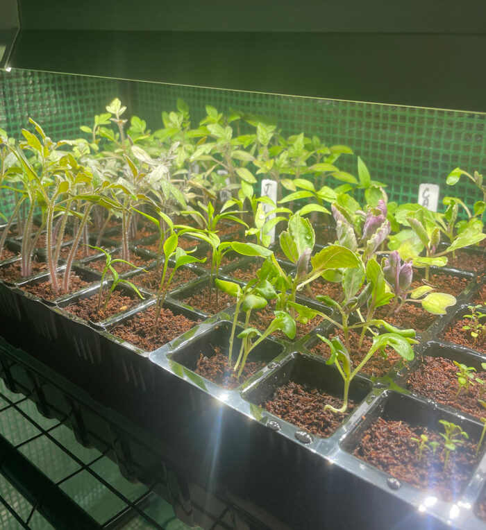 tray of vegetable seedlings