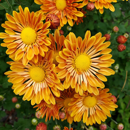 bright orange mums