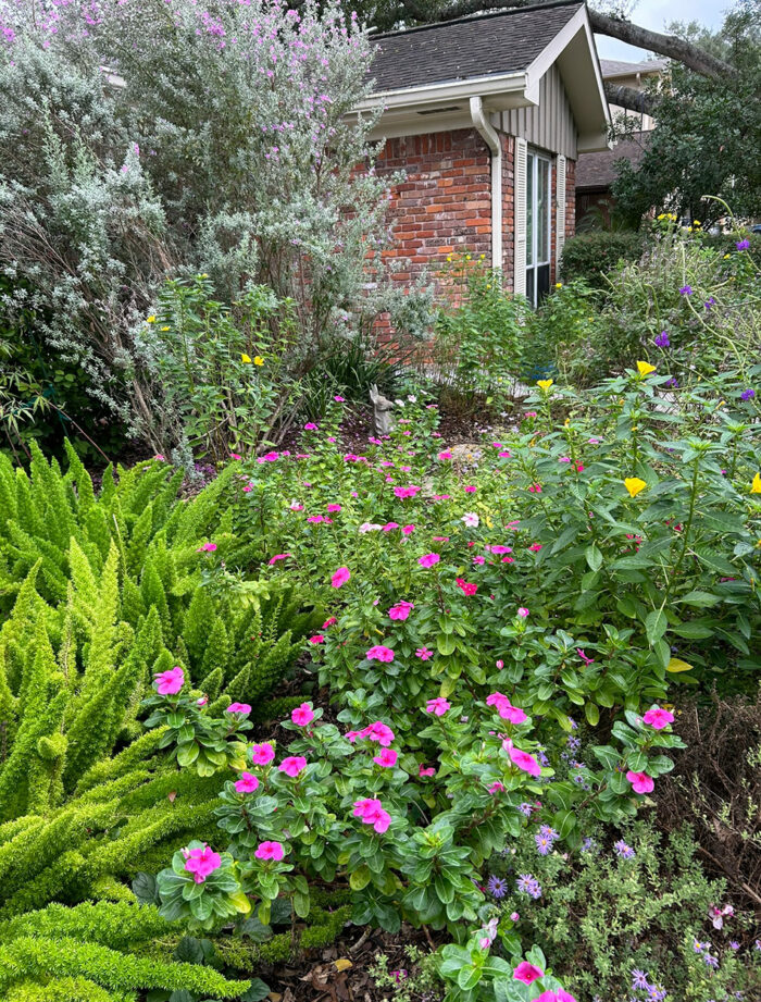 pink flowers and ferns in front yard