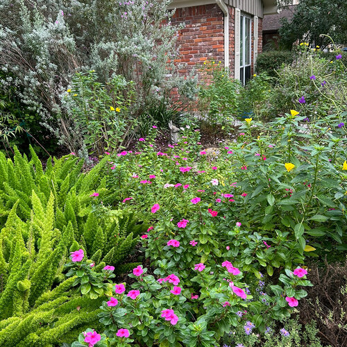 pink flowers and ferns in front yard