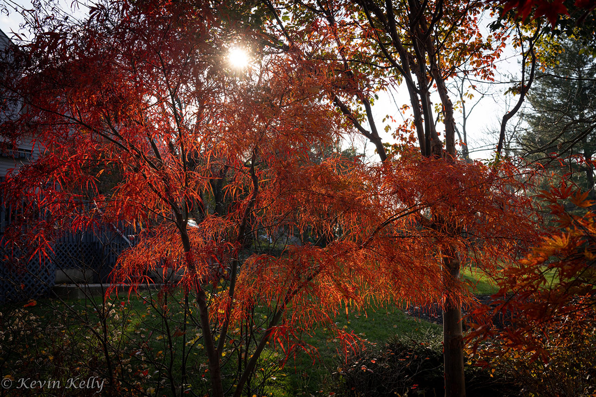 Orange Japanese maple tree in the afternoon sun