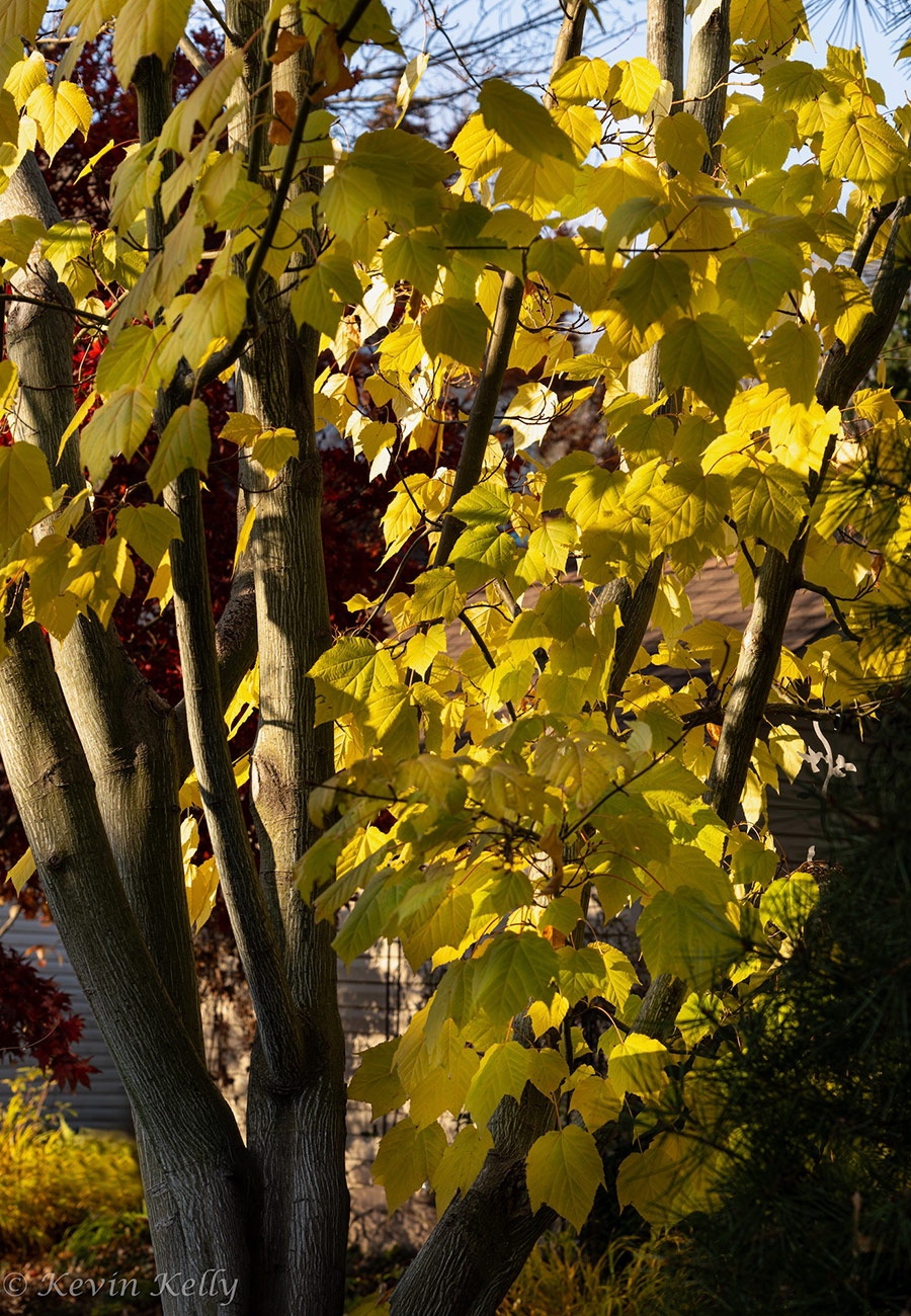 close up of yellow japanese maple