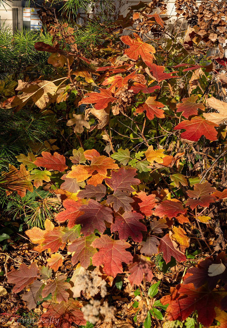 Oak leaf hydrangeas with fall colors