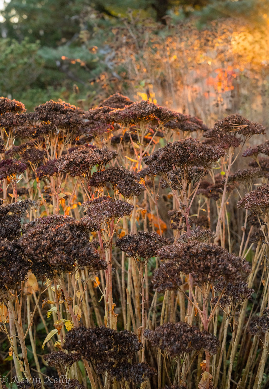 plant with dried flowers in fall