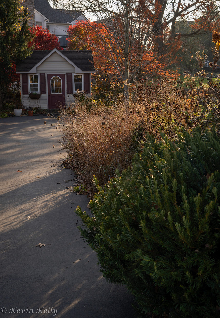 Garden shed next to pollinator garden