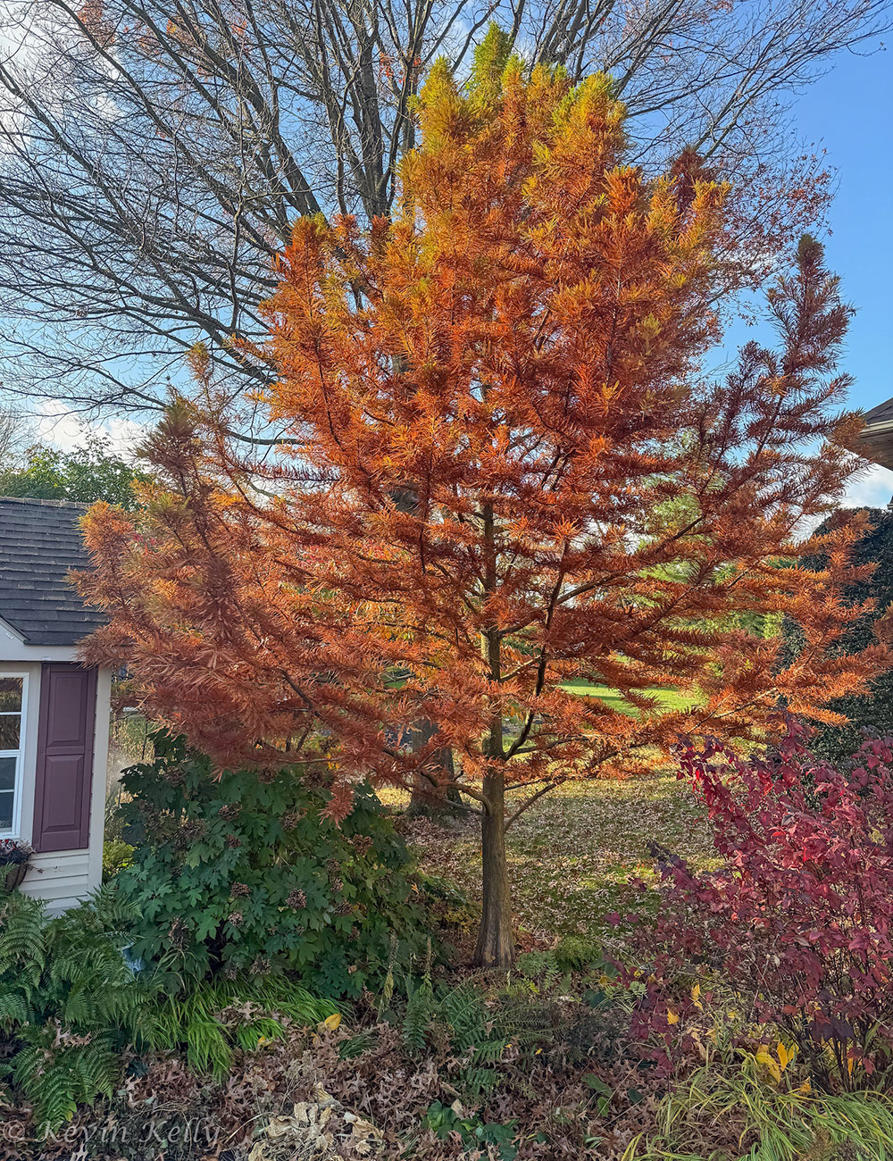 small tree with orange foliage in fall garden