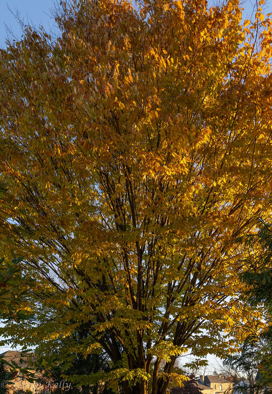 tree with orange and yellow foliage