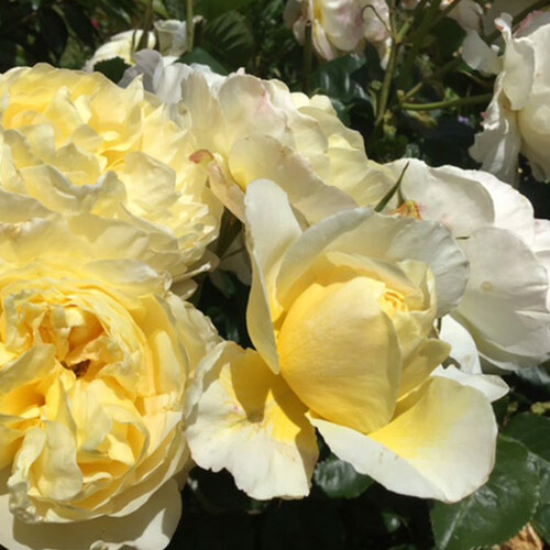 cluster of light yellow roses