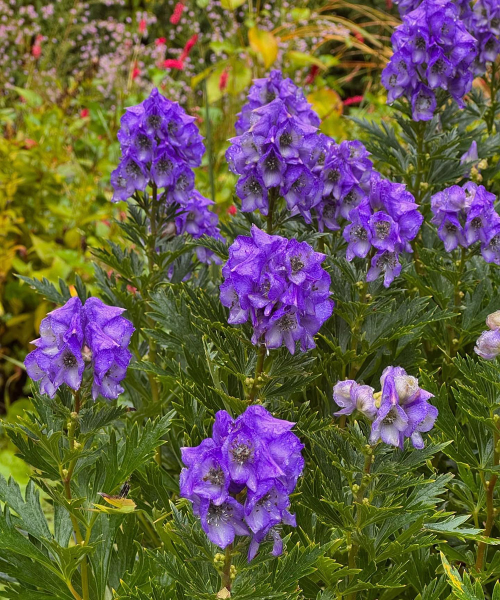 bright purple fall flowers