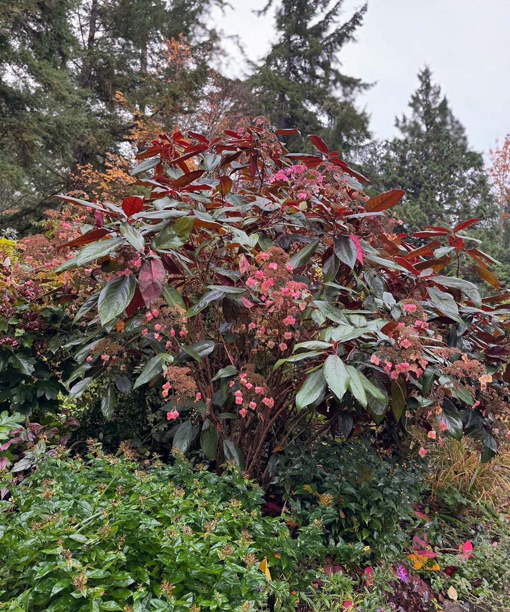 large pink hydrangea with dark foliage