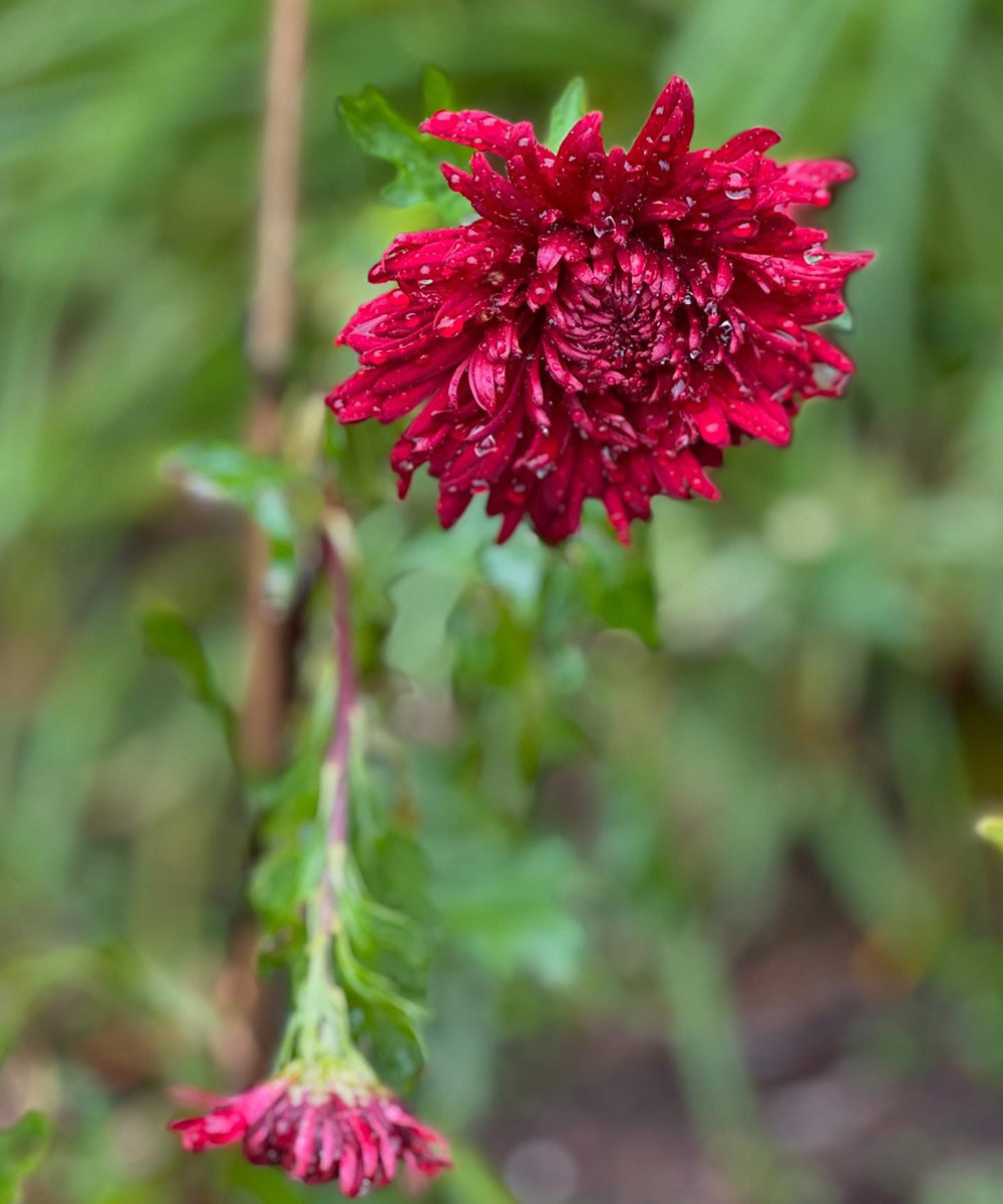 close up of red chrysanthemum