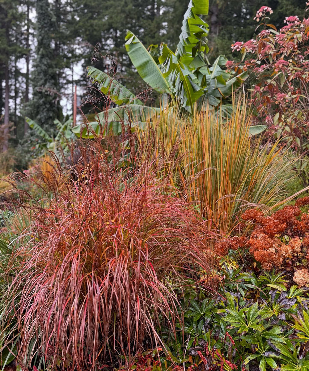 garden bed with colorful ornamental grass