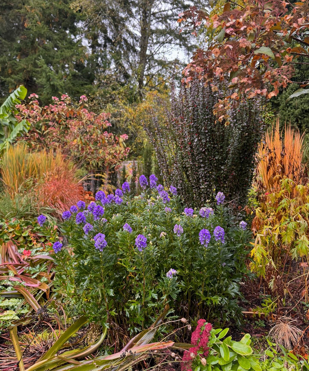 garden with with colorful foliage and bright purple flowers