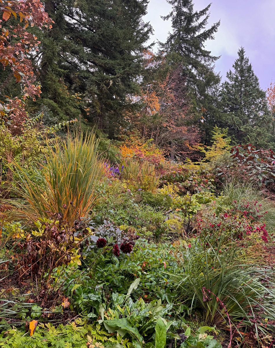 wider view of perennial garden in fall