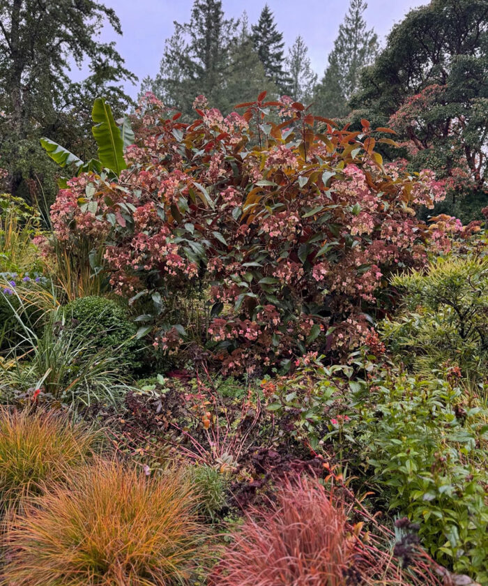 large pink hydrangea in fall garden