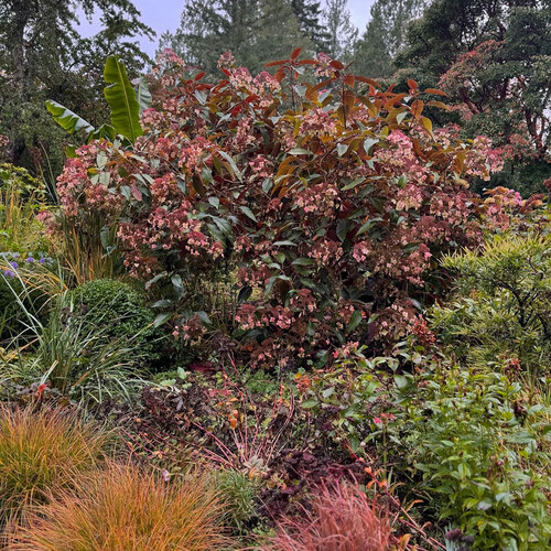 GPOD on the Road: Fall at Heronswood Garden, Part 3