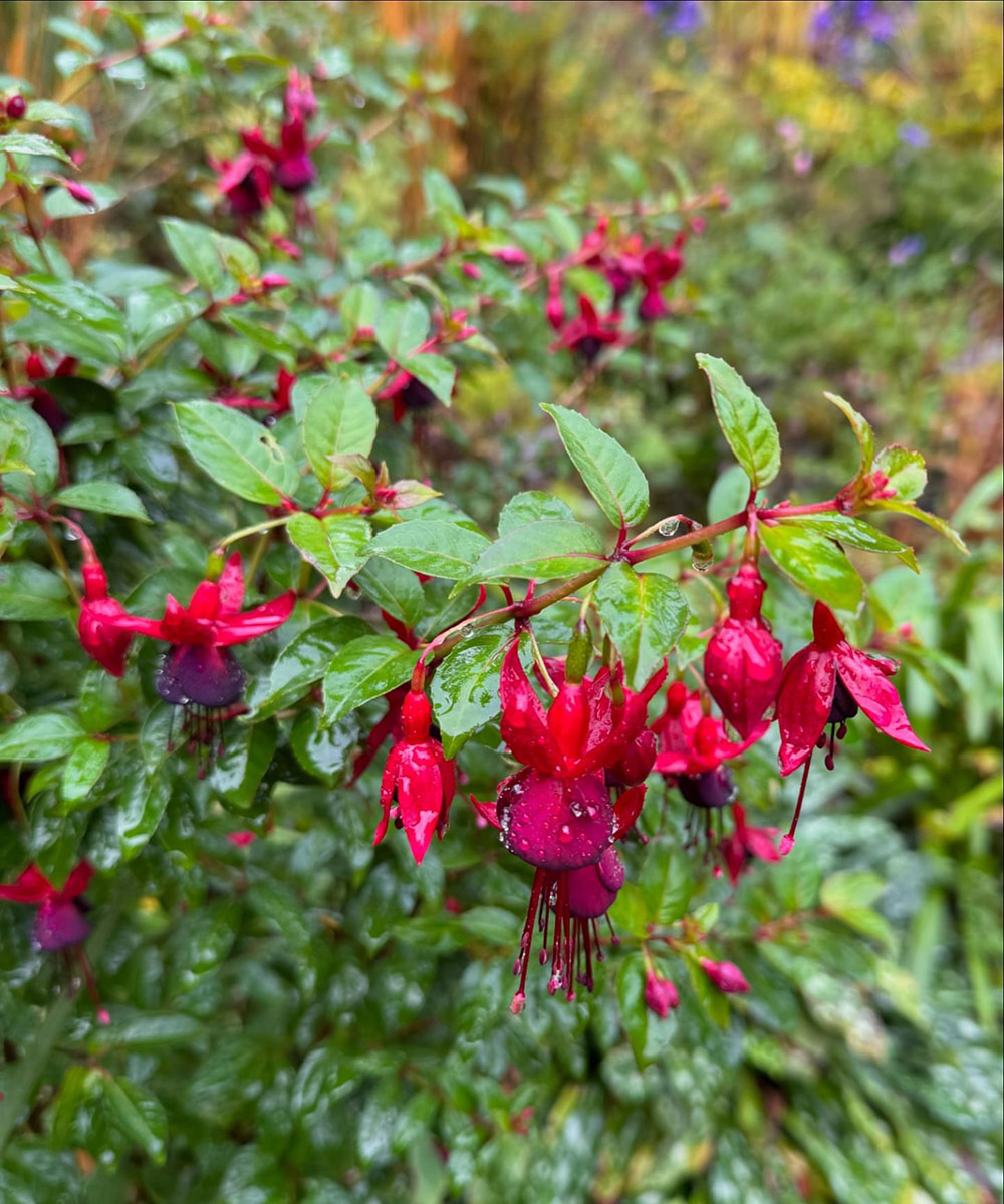 close up of bright pink fuchsia plant