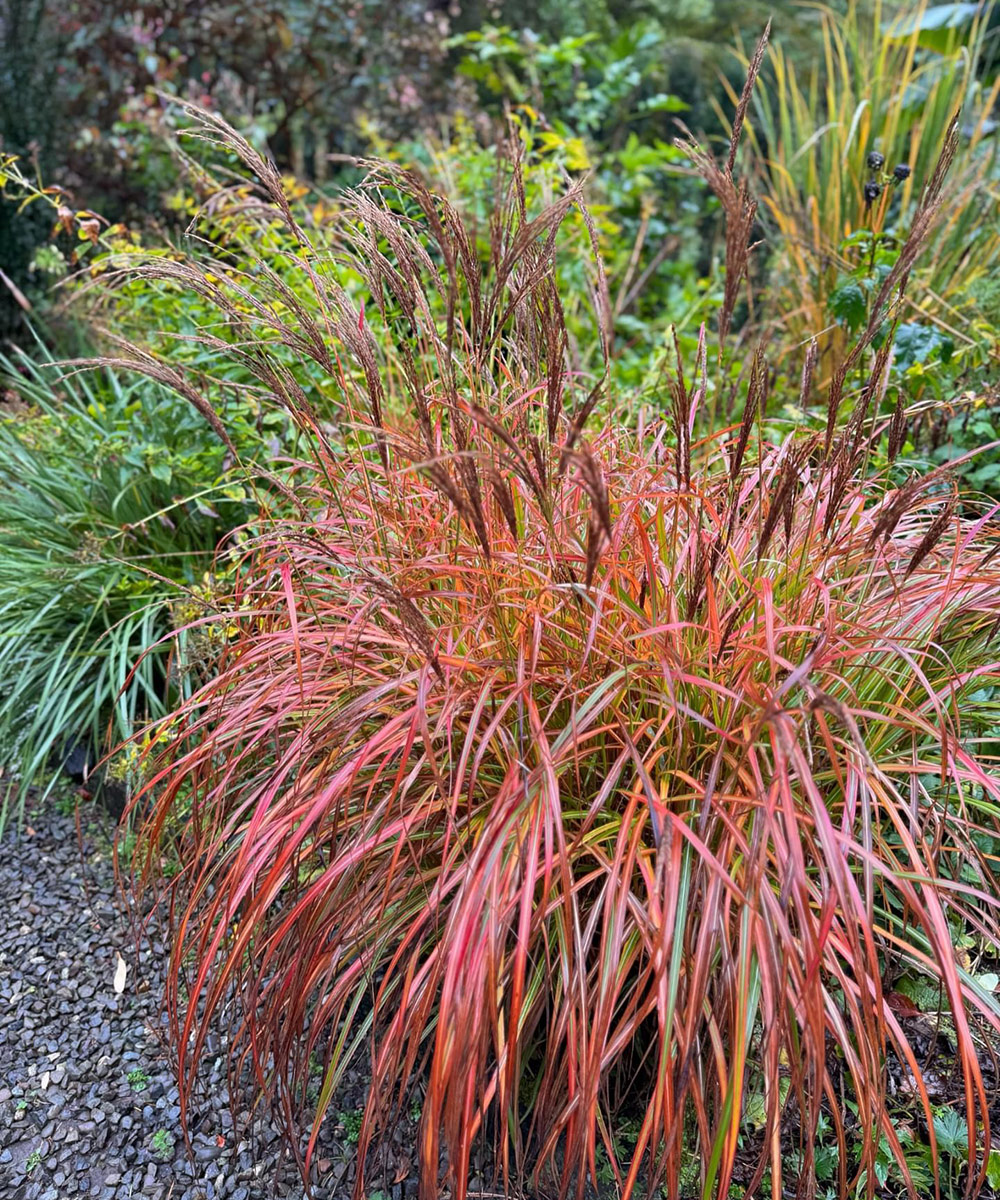 bright red ornamental grass