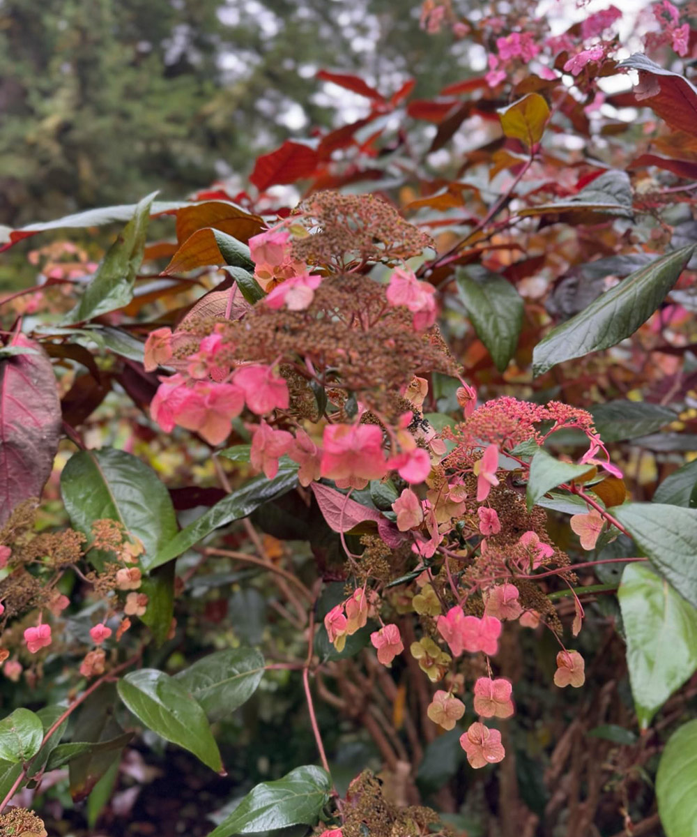 close up of pink panicle hydrangea bloom