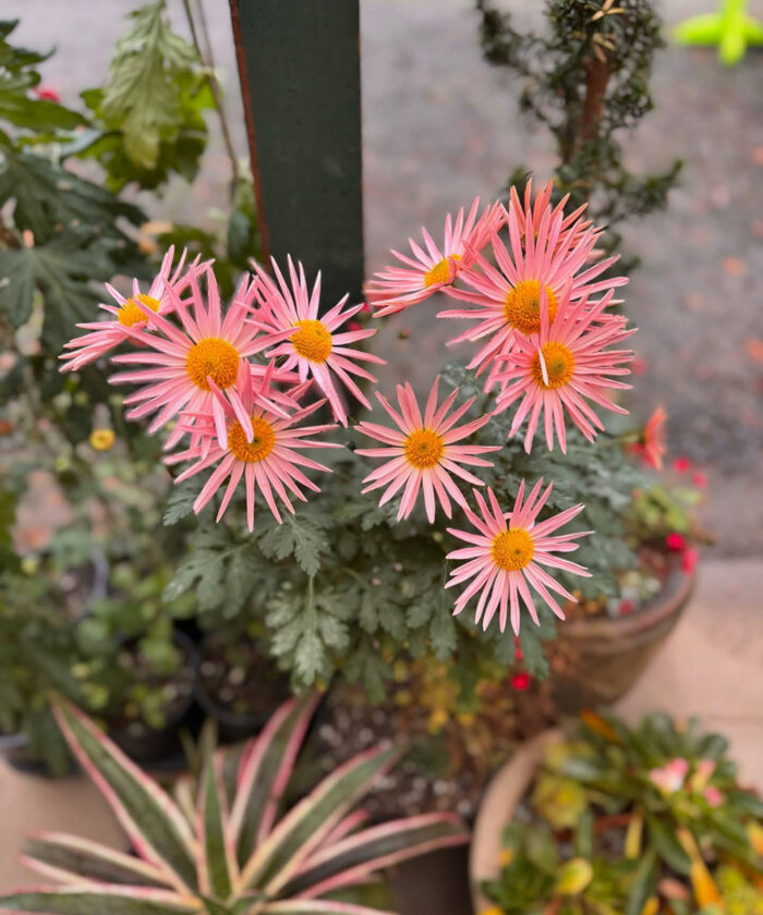 light pink chrysanthemum with skinny petals