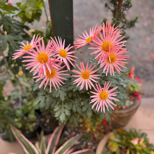 light pink chrysanthemum with skinny petals