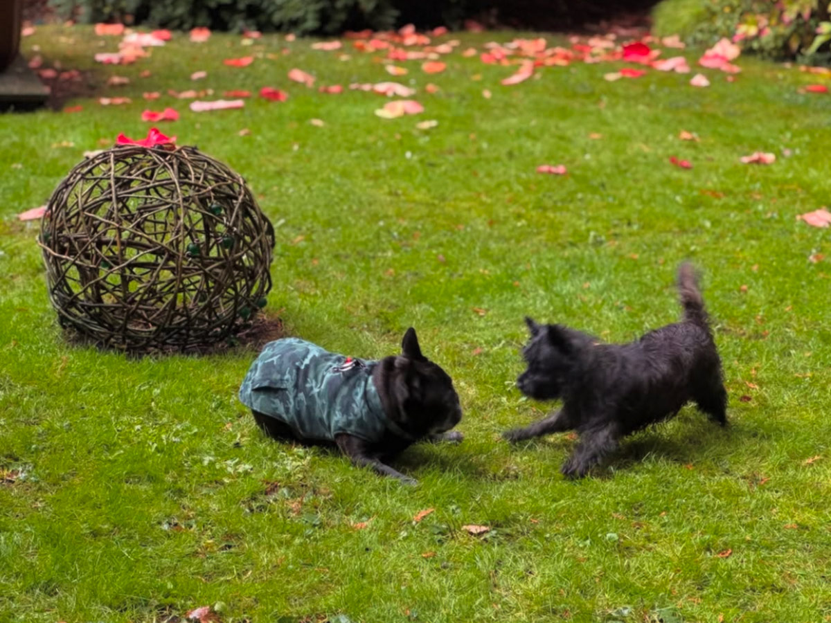 two small dogs playing in garden