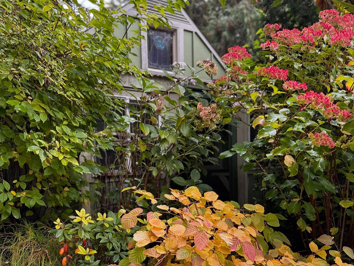 shrubs with colorful foliage and flowers in fall