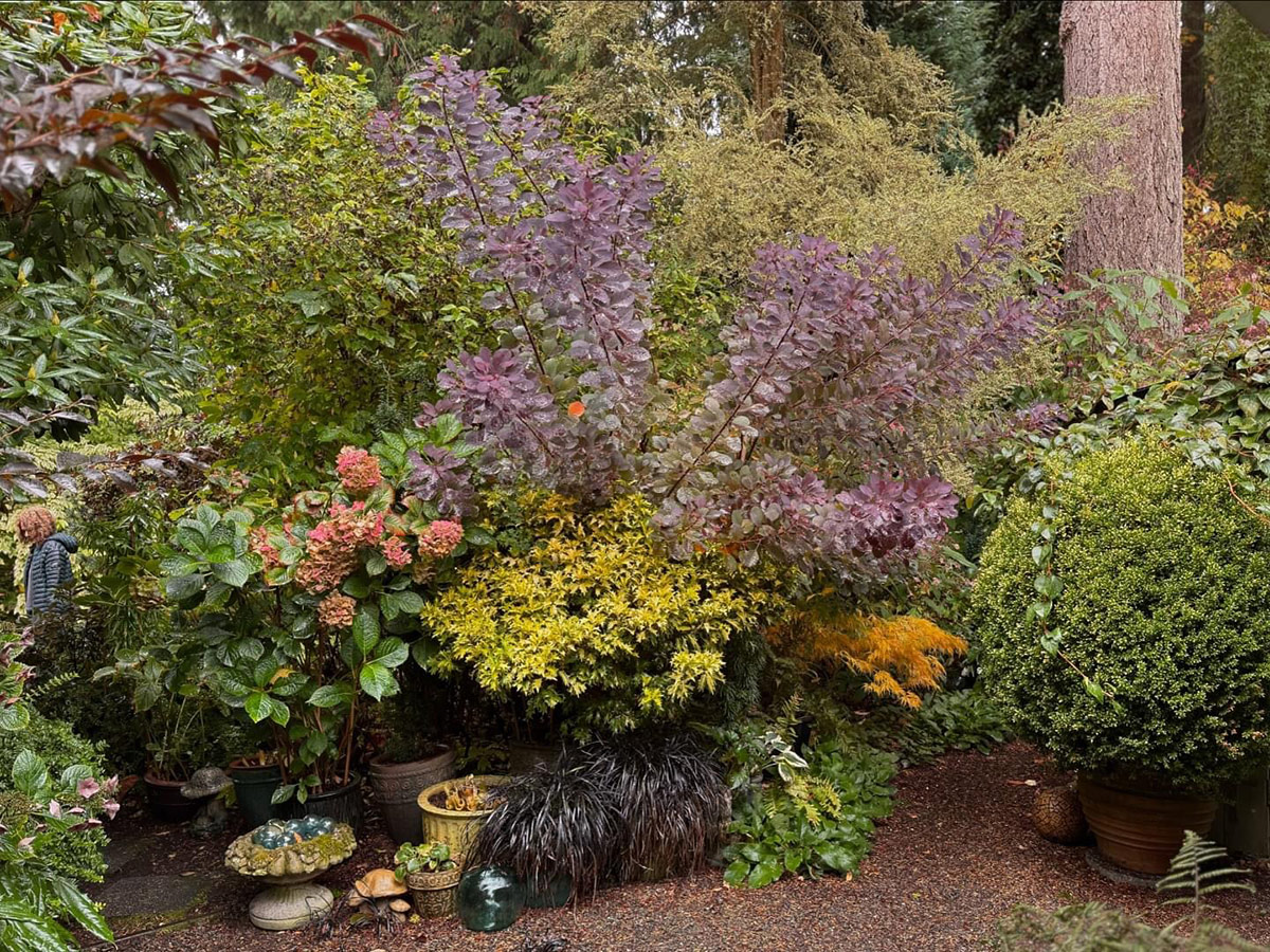 purple foliage in garden