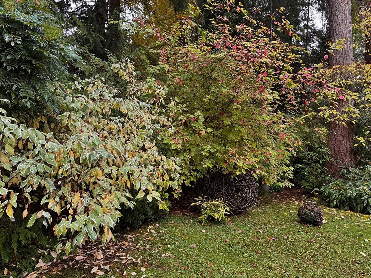 variegated and colorful foliage plants