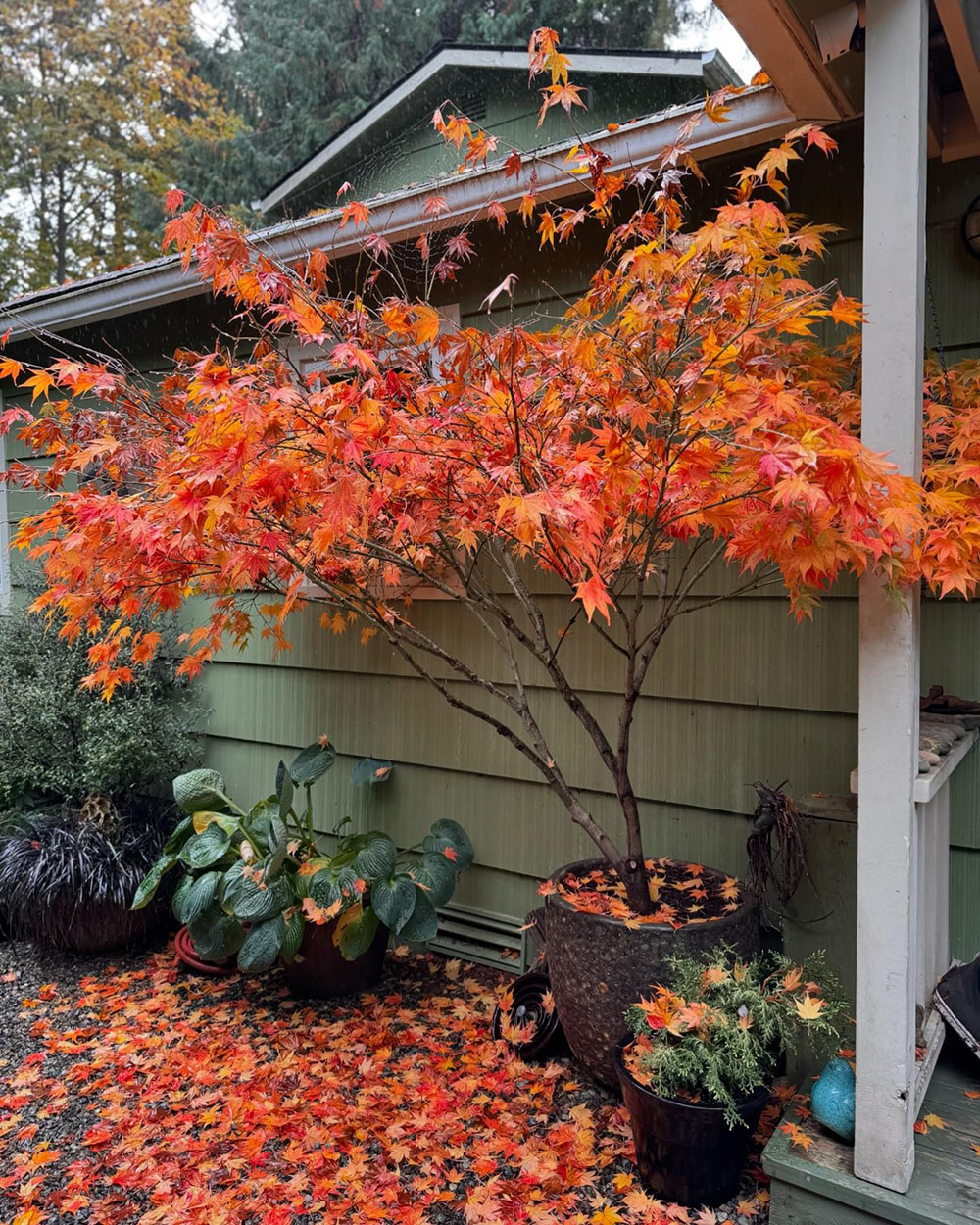 view of Japanese maple in container