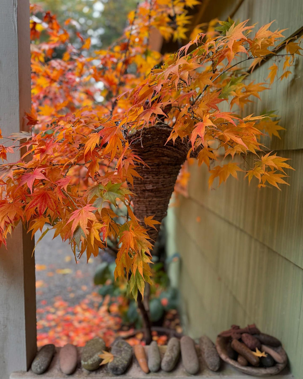 Japanese maple with orange foliage