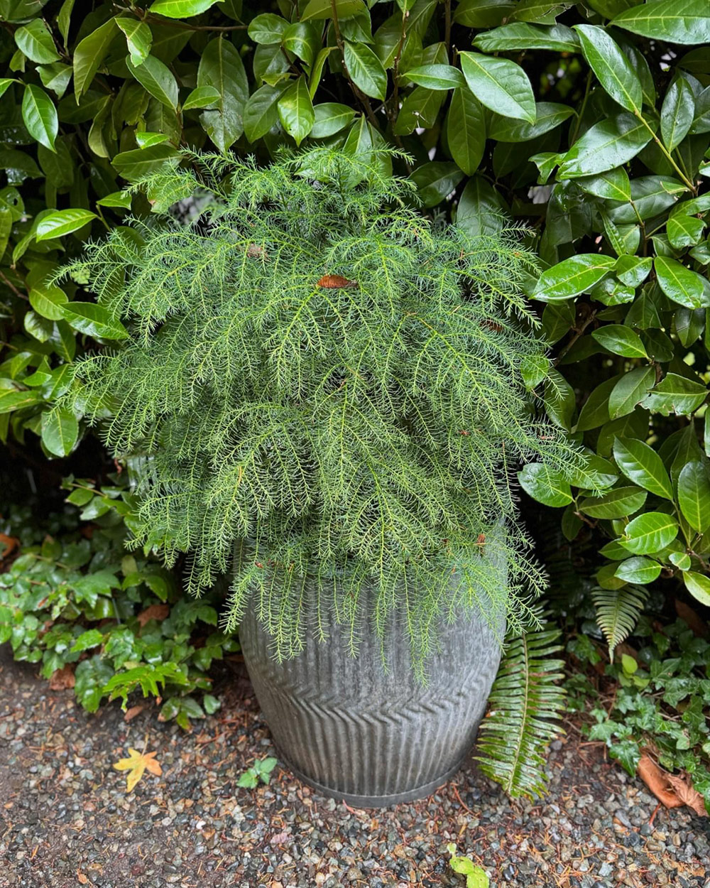 weeping conifer in a pot