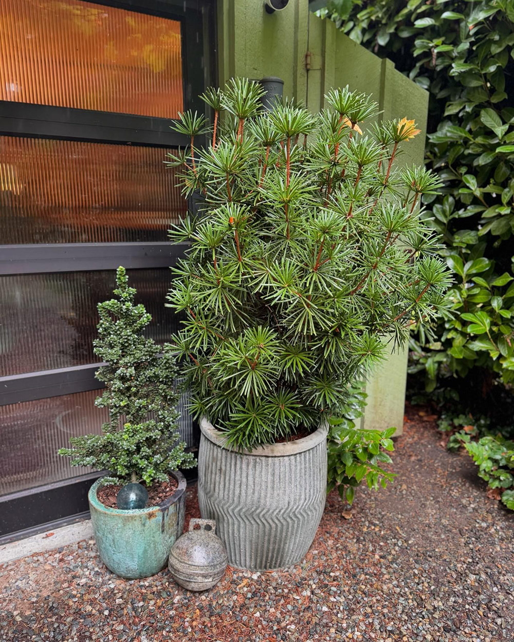 two different conifers in pots