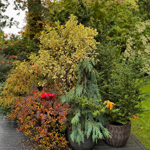 various foliage plants in pots on a patio