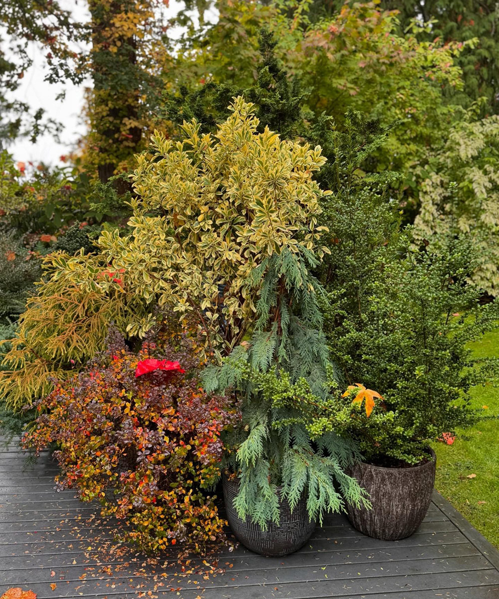 various foliage plants in pots on a patio