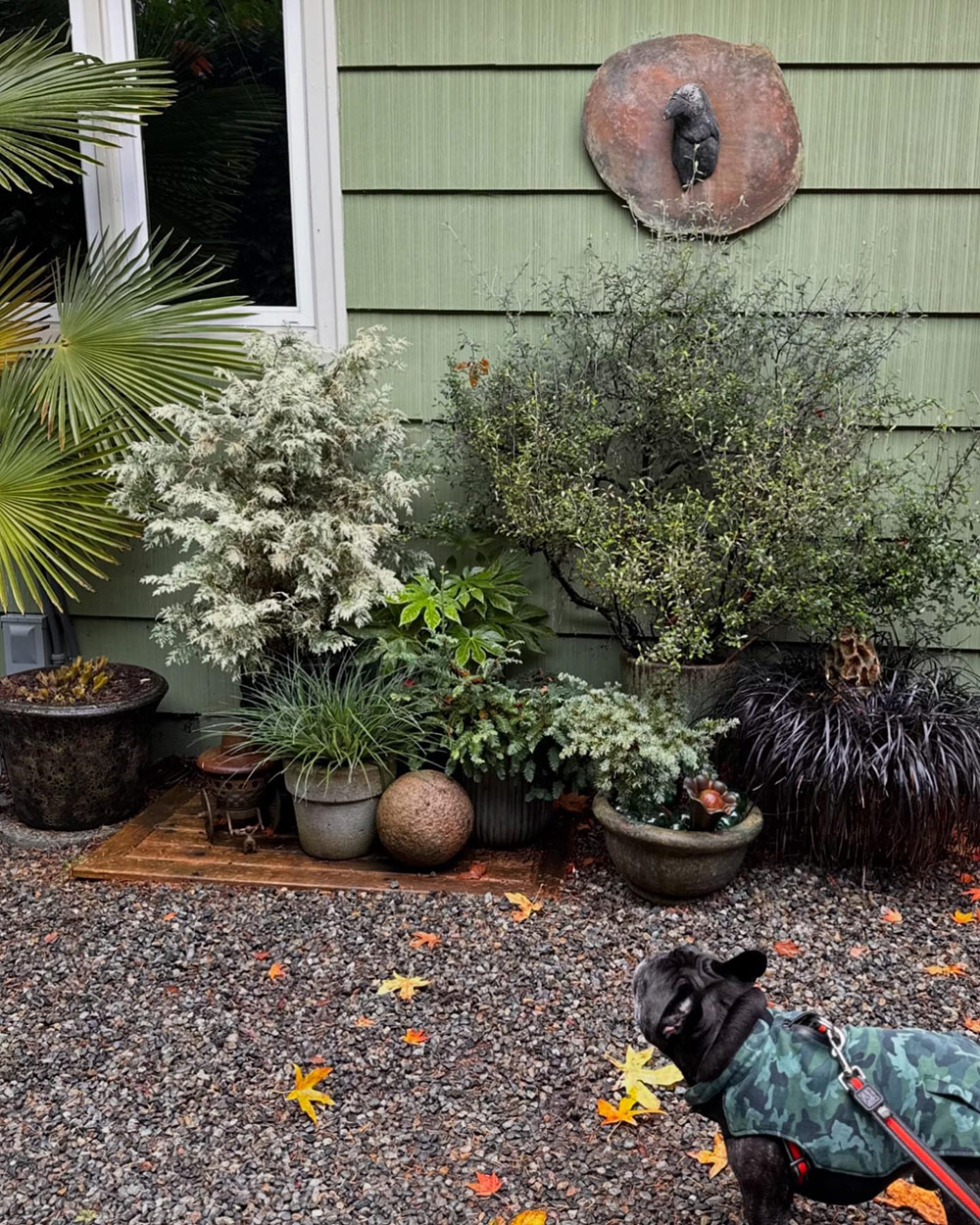 containers of foliage plants along house foundation