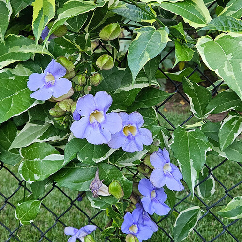 variegated vine with blue flowers