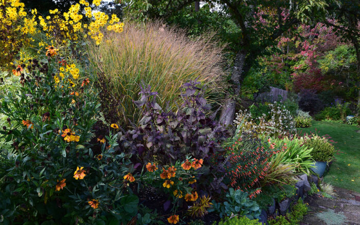 fall garden with purple ornamental grass in the background