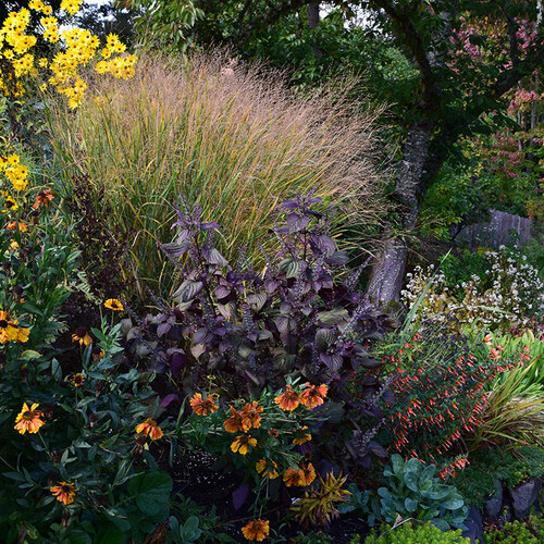 fall garden with purple ornamental grass in the background