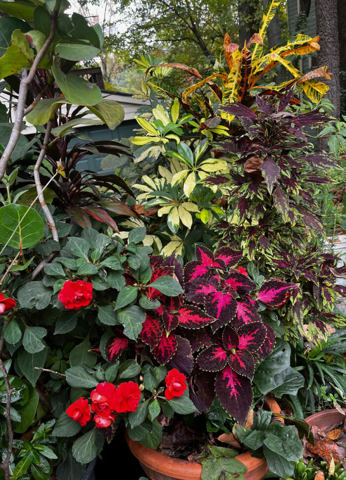 colorful foliage with bright red flowers