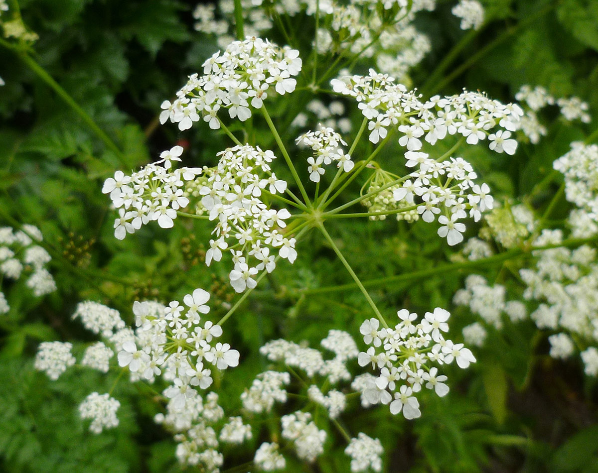 tiny white flowers