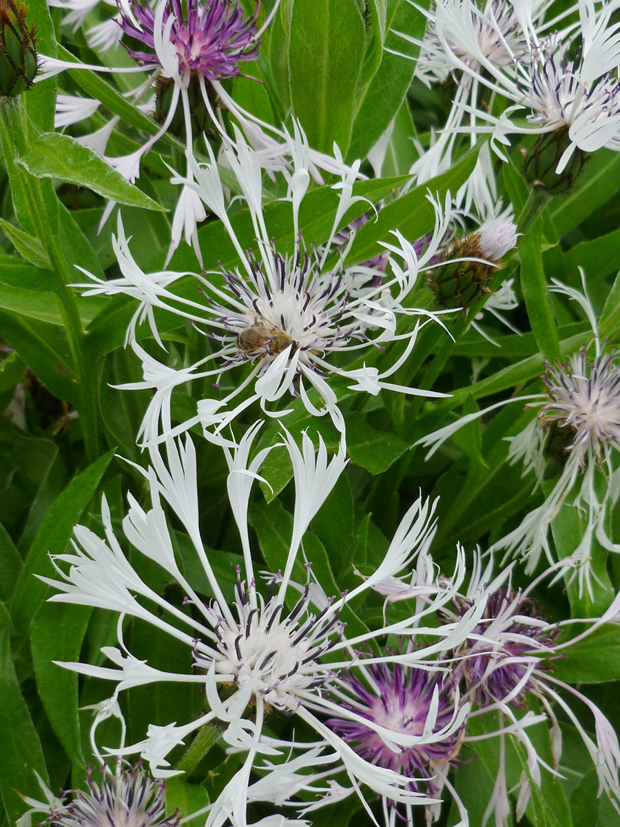 spider-like white and purple flowers