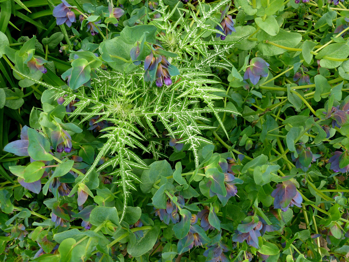 spiky foliage plant with purple foliage plant