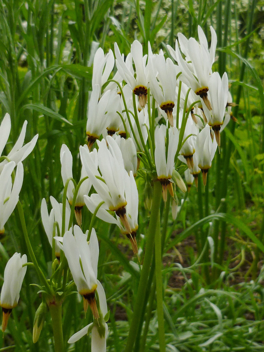 white flowers with petals that stick straight up