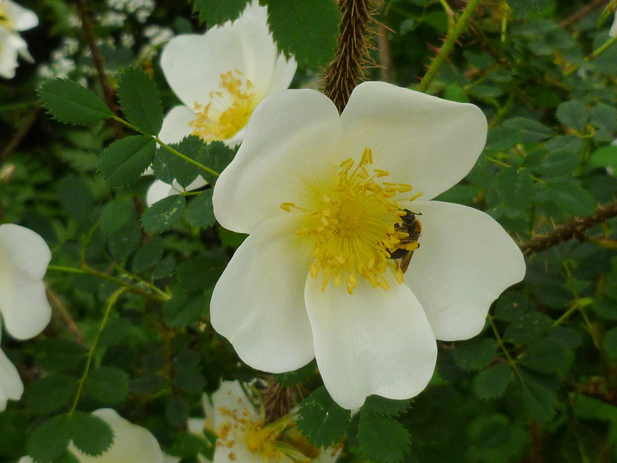 white rose with yellow center