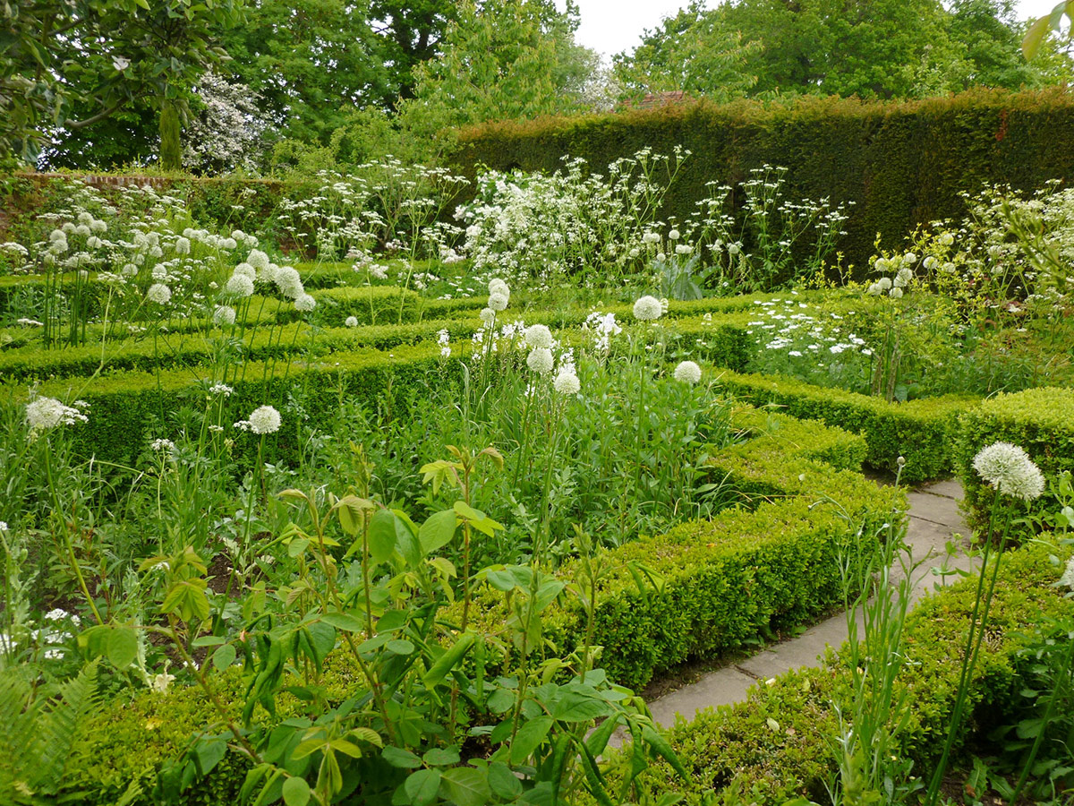 formal hedge maze with white flowers