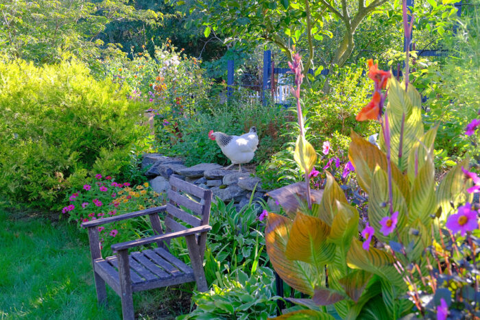 chicken on a garden retaining wall