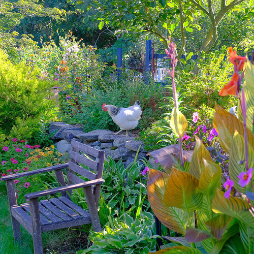 chicken on a garden retaining wall