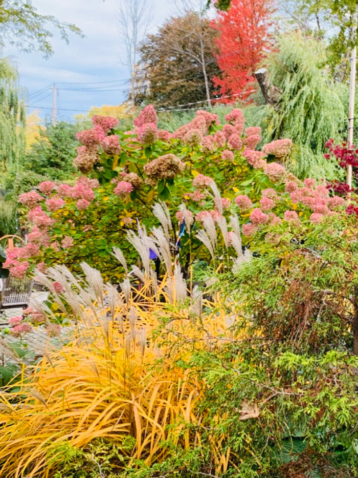 another view of gall garden with pink hydrangea and ornamental grass