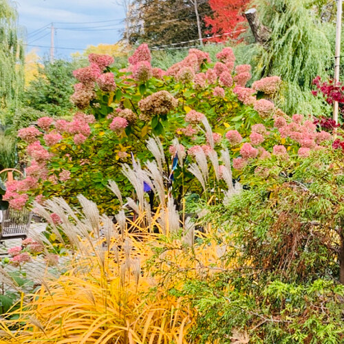 another view of gall garden with pink hydrangea and ornamental grass